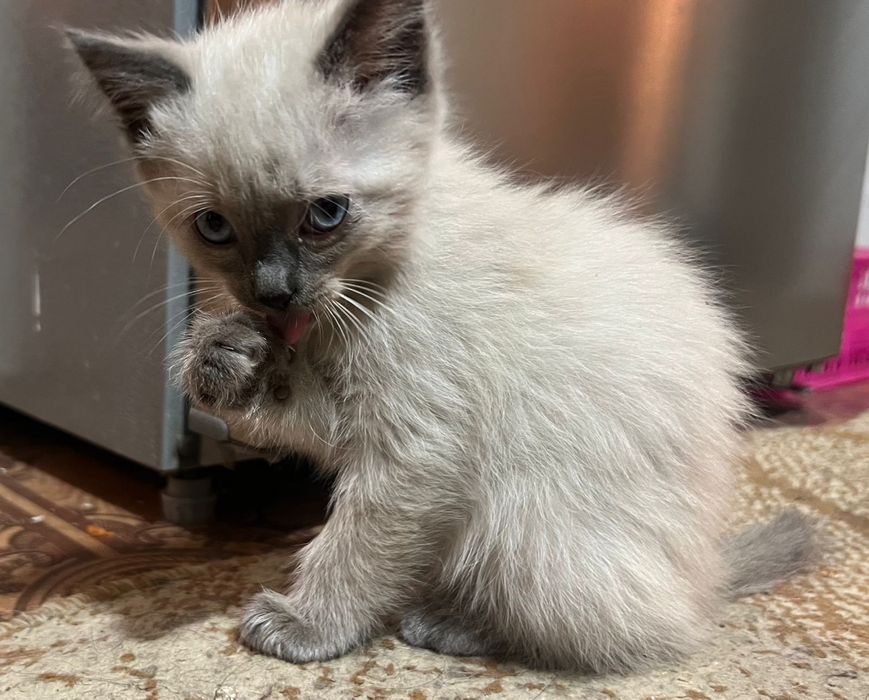 ИЩУТ ДОМ три пушистика.