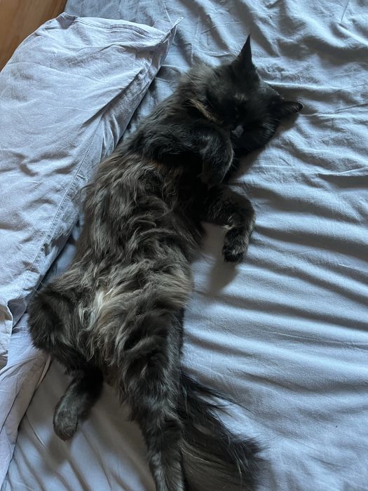 Передержка кошек недорого