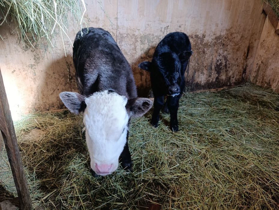 Еркек бузау телята бычки