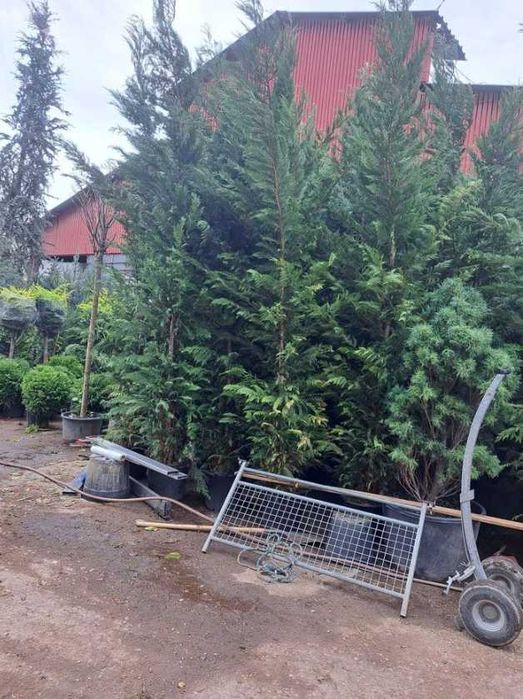 Plante Decorative de Grădină – Montaj Inclus la Orice Comandă
