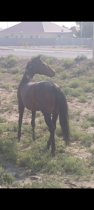 Продам жеребец 2020 г.р.