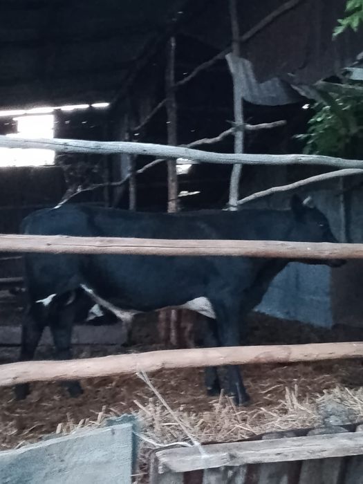 Продам бычков полторашки