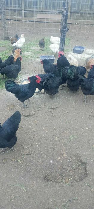 Cocosi australorp din primavara