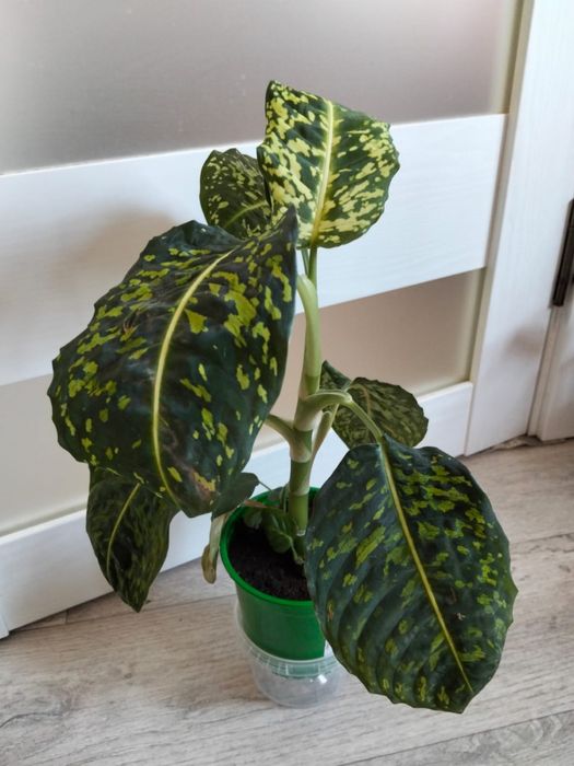 Продаются комнатные цветы