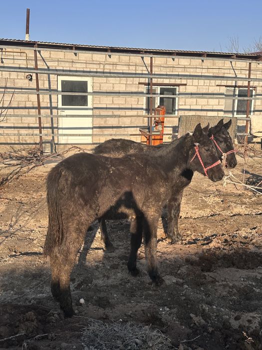 жабағы,жылқы сатылады