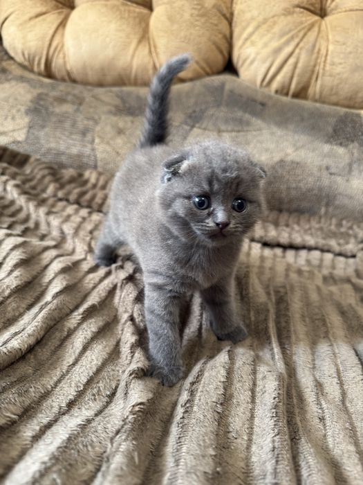 Бронь на котят фолд и страйт