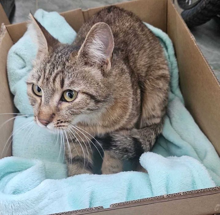 Adoptie pisica tigrata Bambi