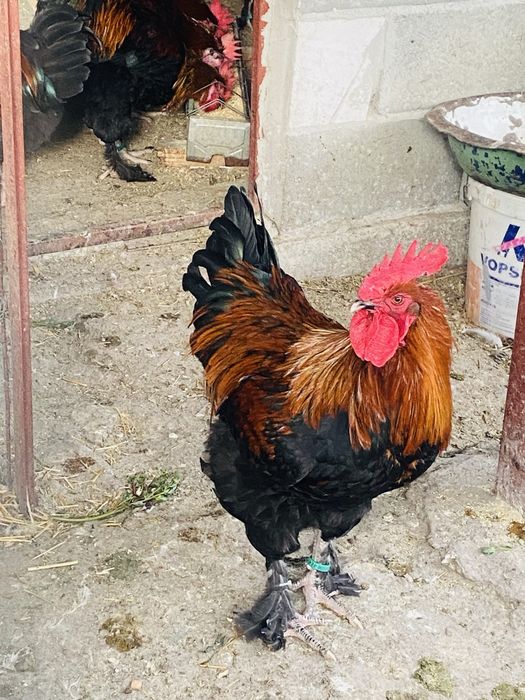 Oua incubat Marans Negru Aramiu