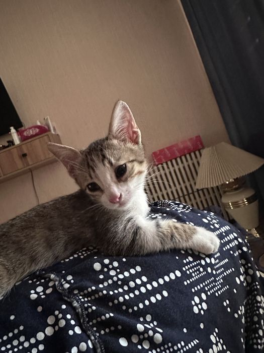 Отдам котенка в хорошие руки