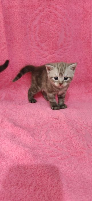 Продам Британских Котят.