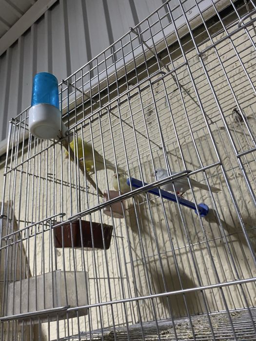 Канарейка самка самец любойы бар