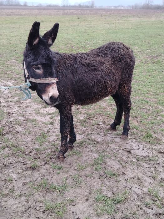 Vând magar tânăr.