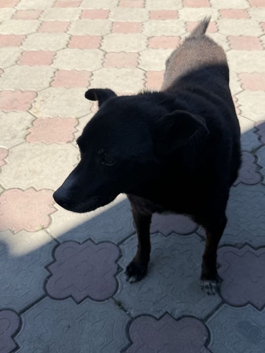 Отдам собаку в добрые руки