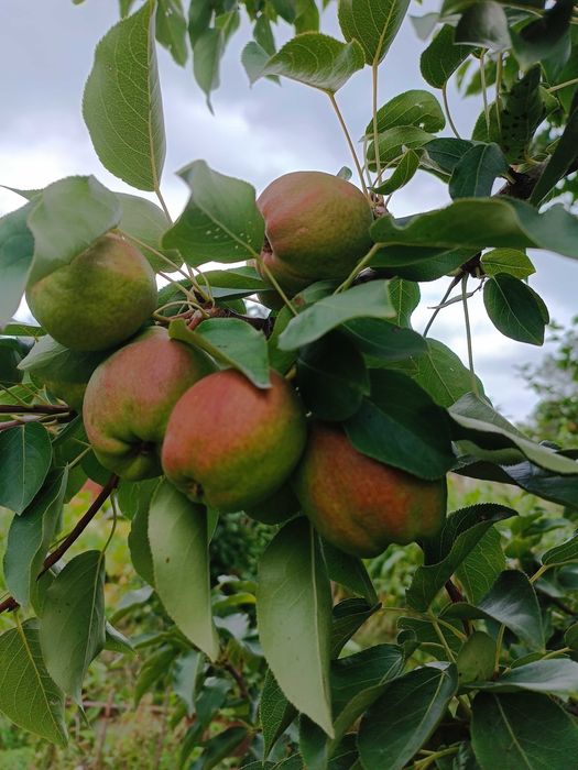 Продам дачу на правом берегу
