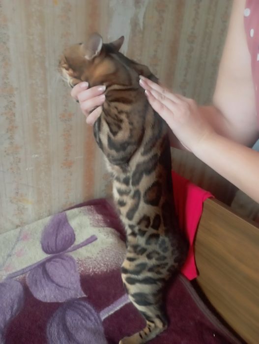 Бенгальский молодой кот на вязку