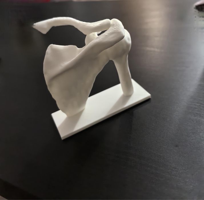 Анатомични макети на човешката костна система