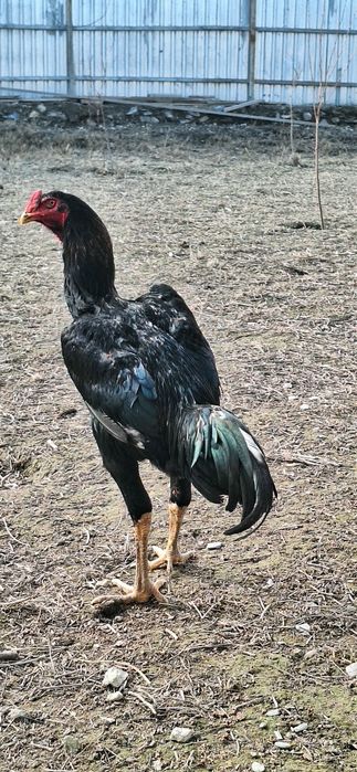 Jujalar maydi oxirida chiqqan hamma joyi sog 600000 mingdan