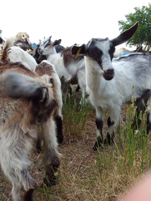 Козлята на развод