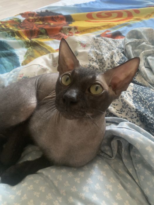 Вязка! Котик ищет невестку!