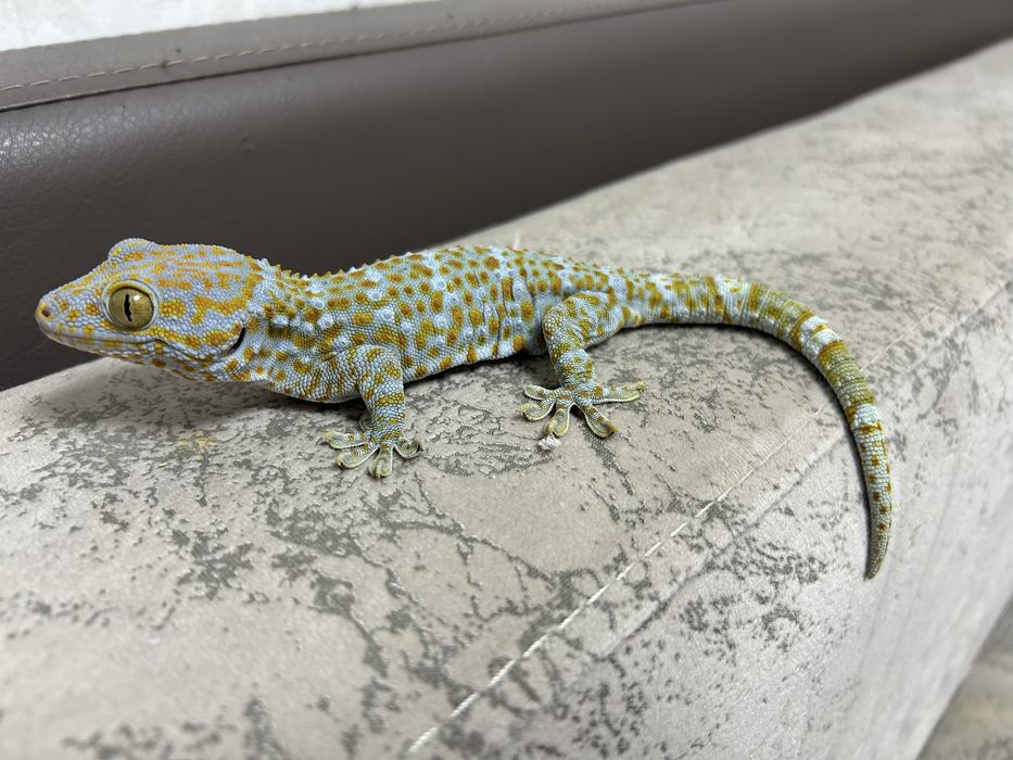 Пара гекконов Токи