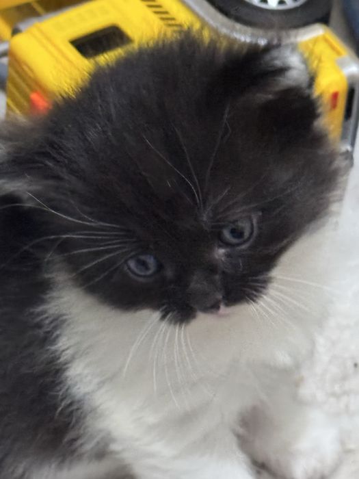 Продам вислоухих котят