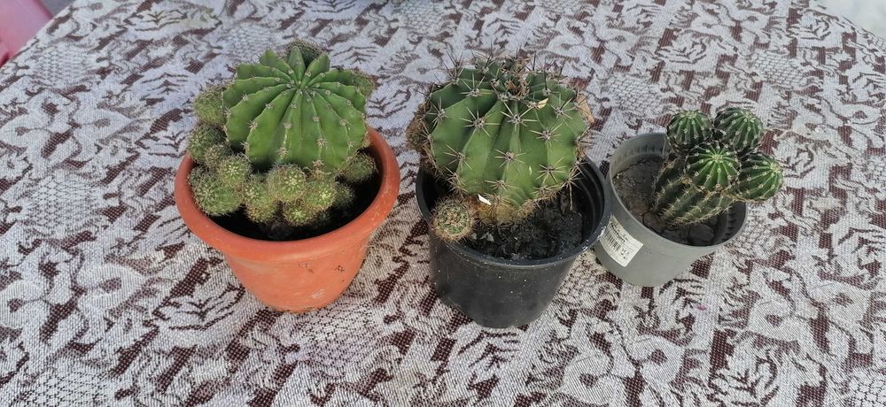 flori  cactus  si  aloea  vera  pret  20  lei  buc