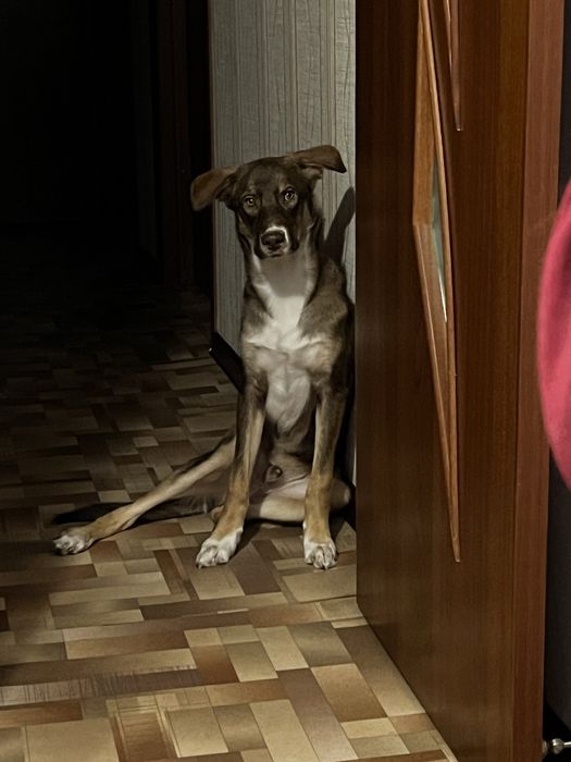 Собака 1 год почти