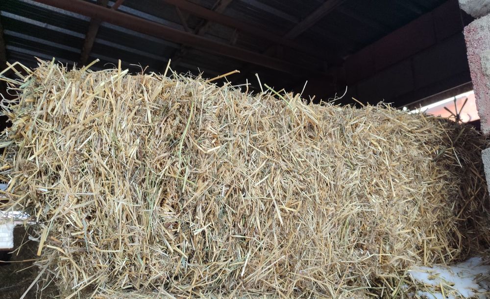 Сено в тюках Люцерна