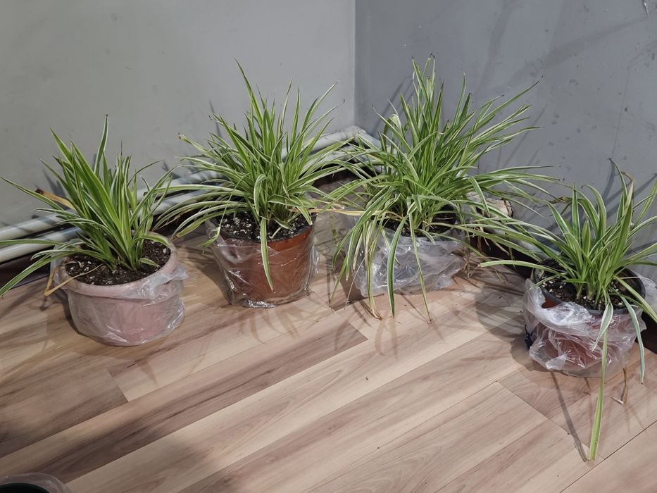 Хлорофитумы цветы