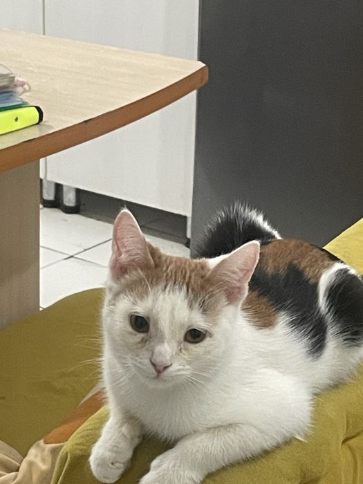 Кошечка трехцветная,очень ласковая и умная,лоток и песок в подарок