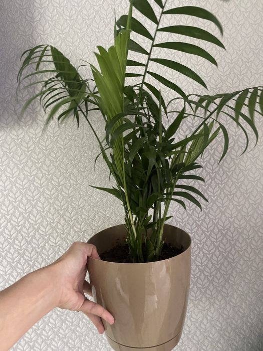 Цветы домашние красивые