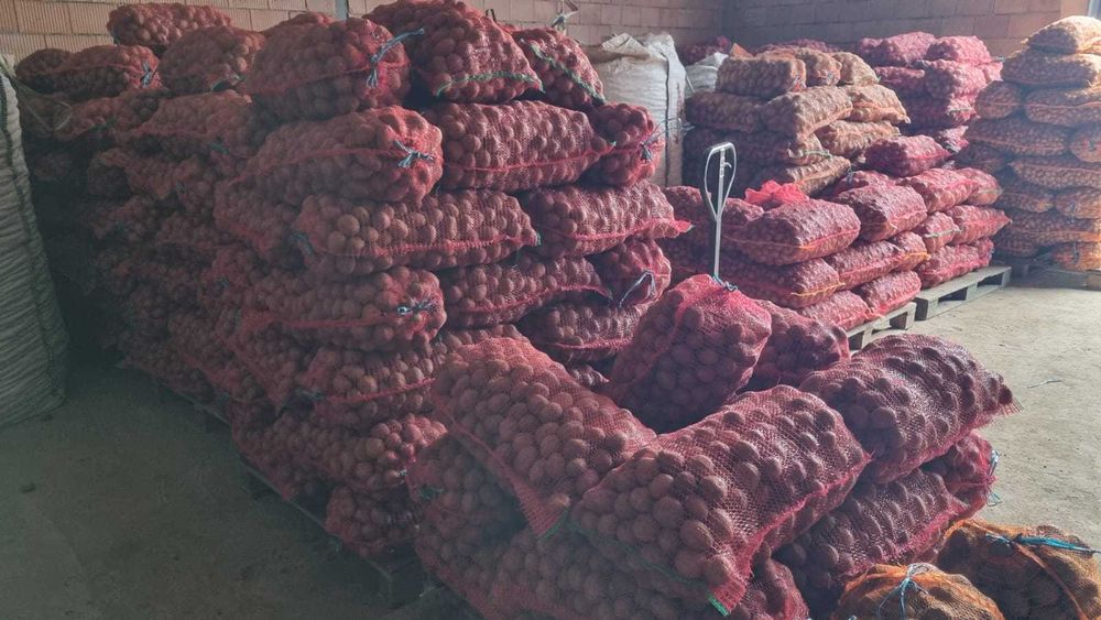 Cartofi samanta alb Edison , Carrera