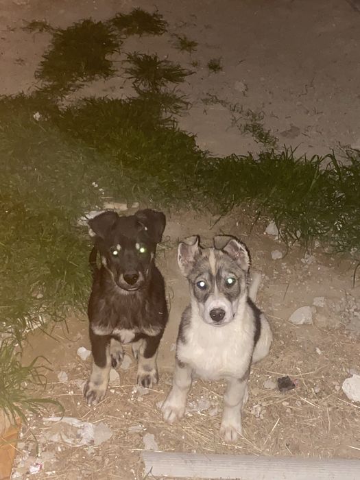 кушик керек болса еркек