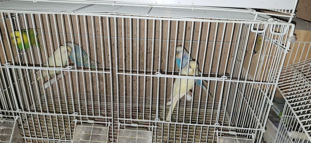 Vând peruși  60 de lei bucata