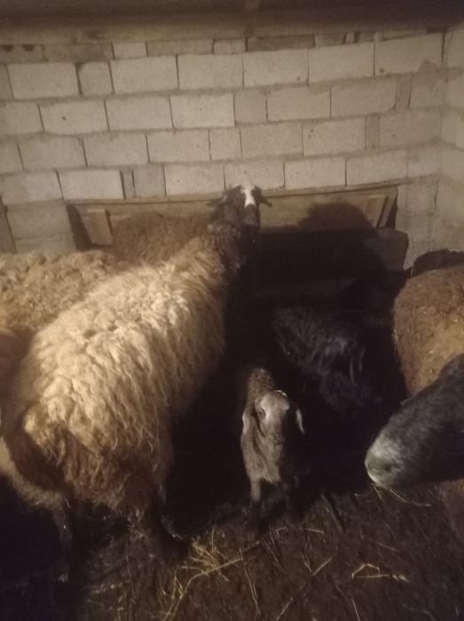 Қой, сатылады.или бартер.