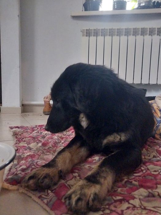 Возьмите собачку