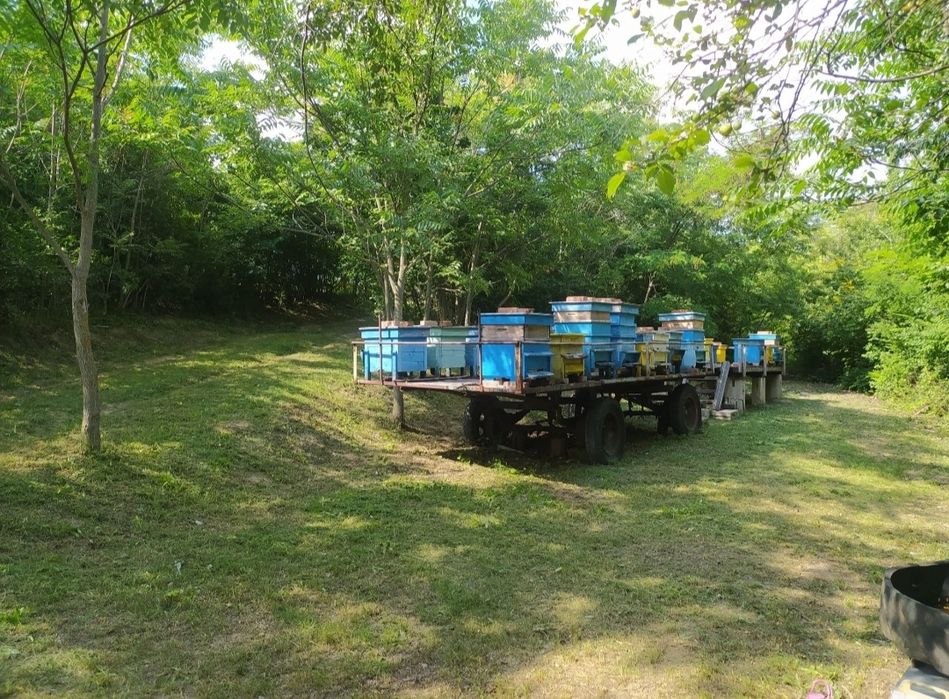 Натурален пчелен мед