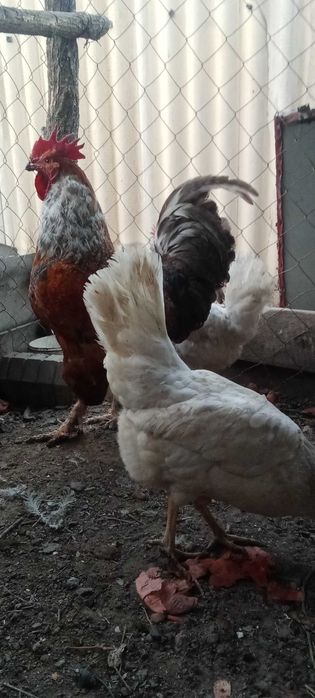 Петух Кораз на продажу