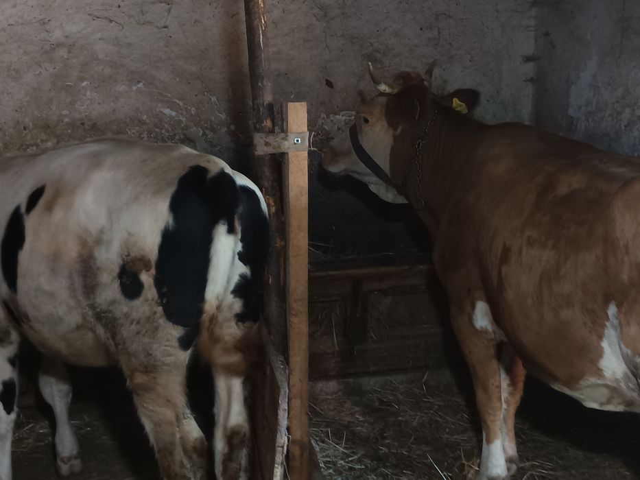 Vind 2 văcuțe , o vacă și o junincă