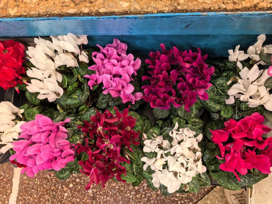 Роза каланхоэ бегония цикламен