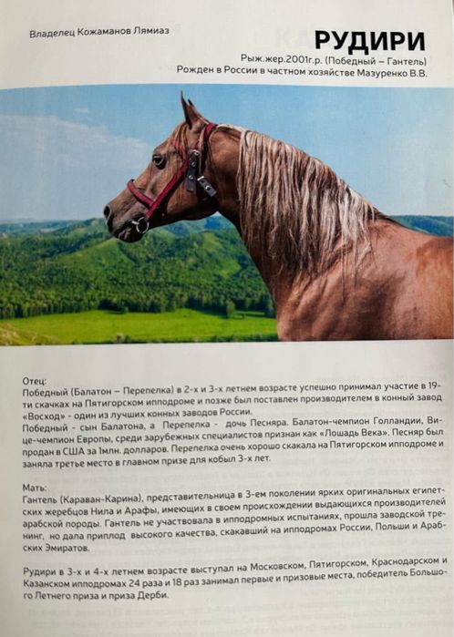 Чистокровная Арабская
