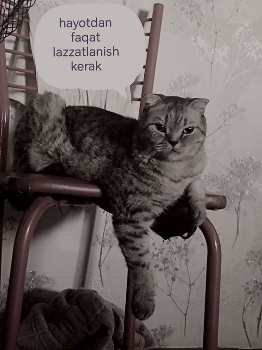 Skotish fold mushuk sotiladi