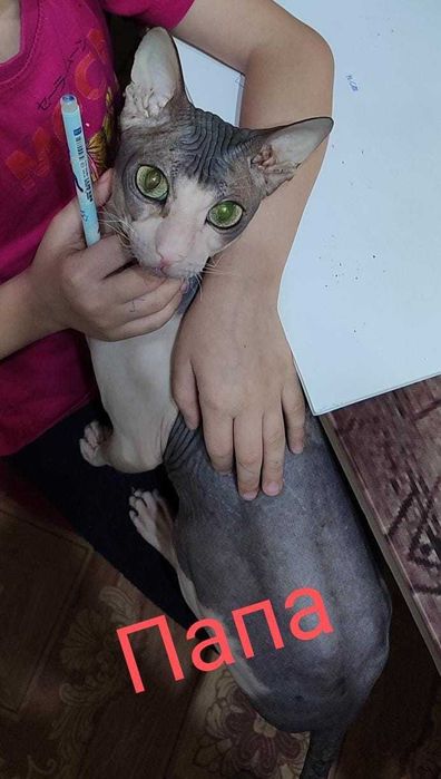 Продаются Сфинксы резинки