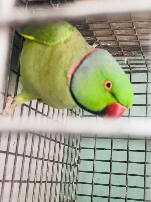 Ожерелье Попугай нар