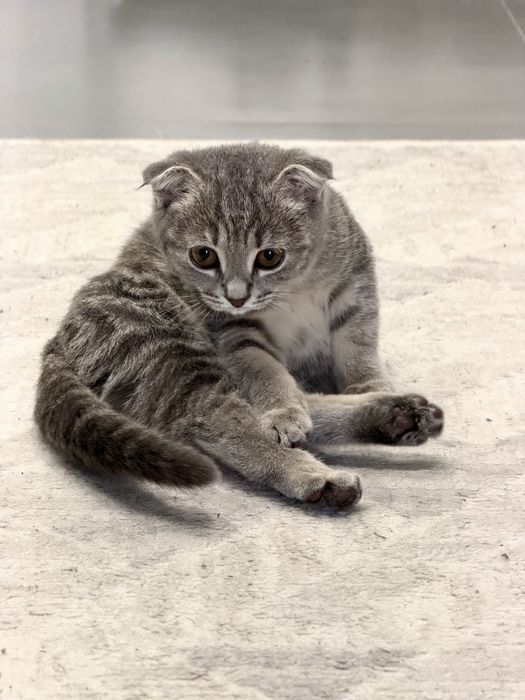 Кошка отдам в добрые руки
