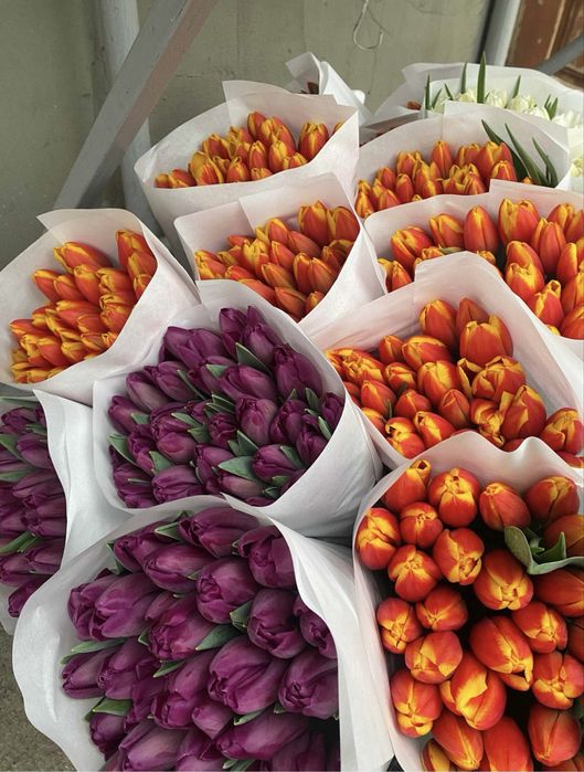 Тюльпаны оптом и в розницу