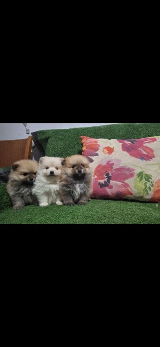 Померан мини померанчета