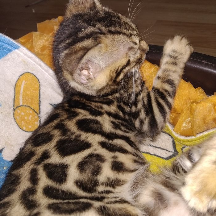 Бенгальские котята