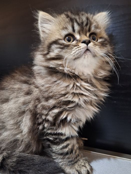 Персийско котенце
