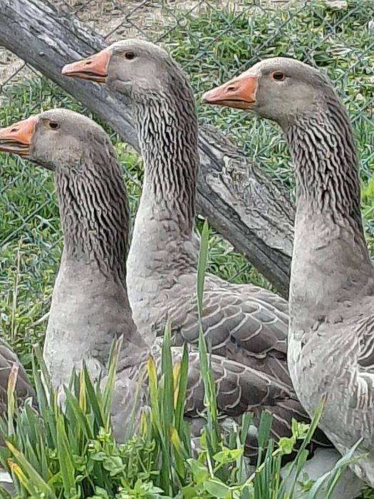 Gâște toulouse industrial